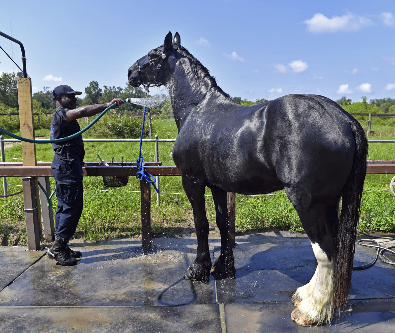 BR.brpdhorses.adv HS 034.JPG